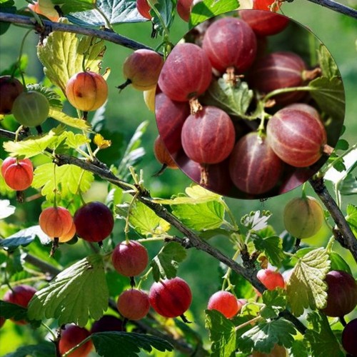 Ribes uva-crispa 'Captivator' - Aed-karusmari 'Captivator' C3/3L